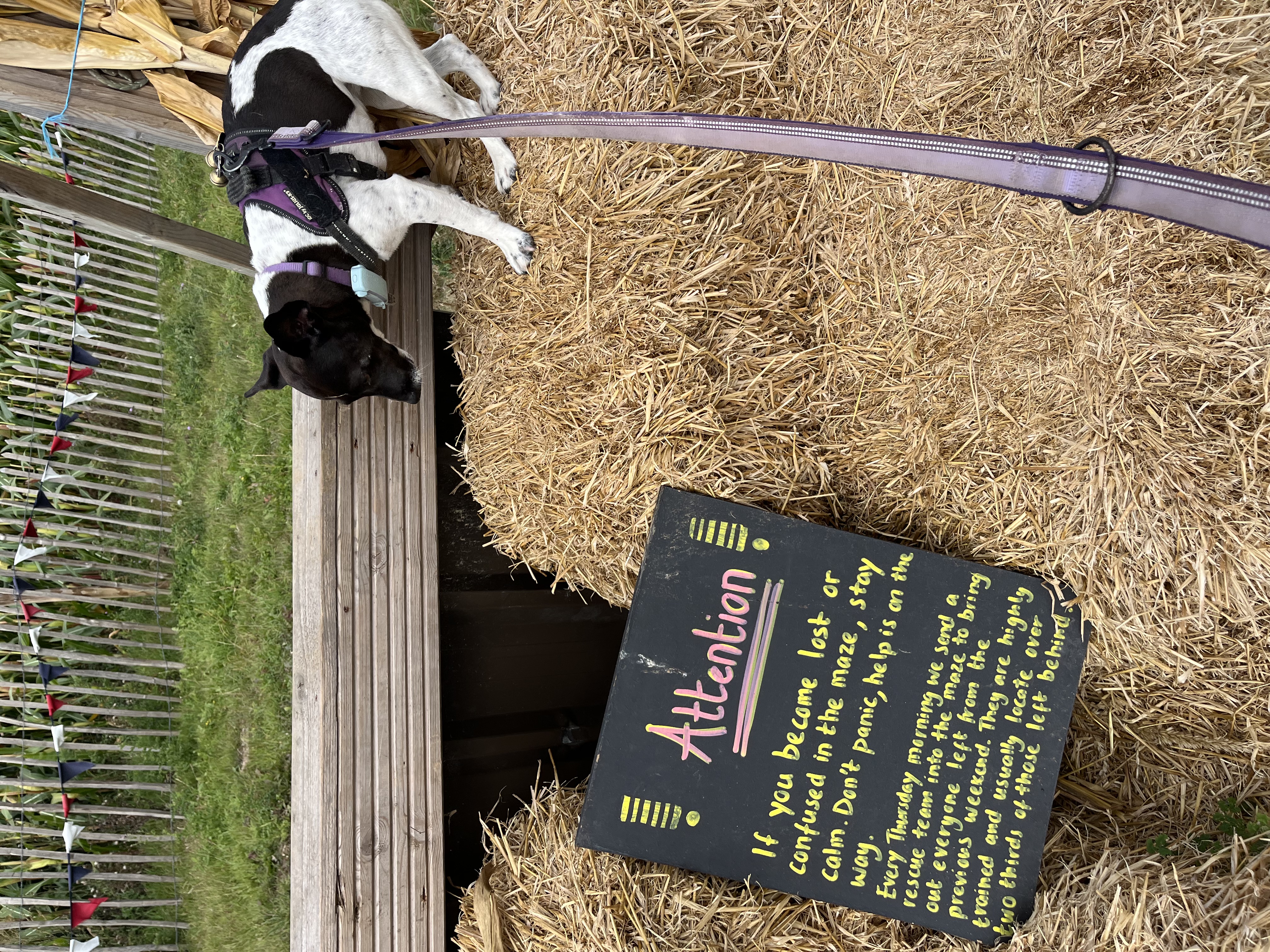 I’m not sure I want to go into the Maize Maze after reading this…