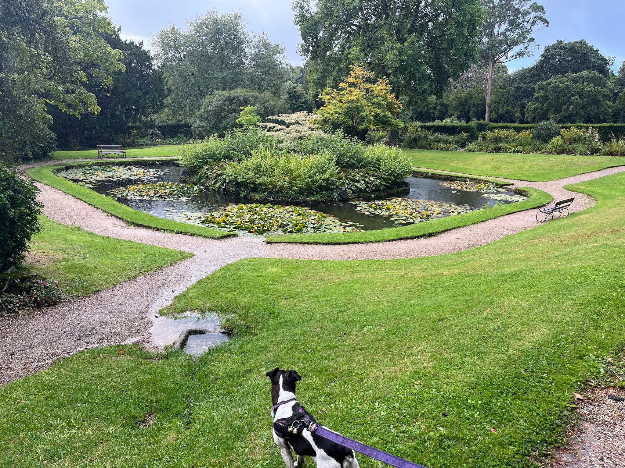 Could ducks be hiding? Can we investigate?