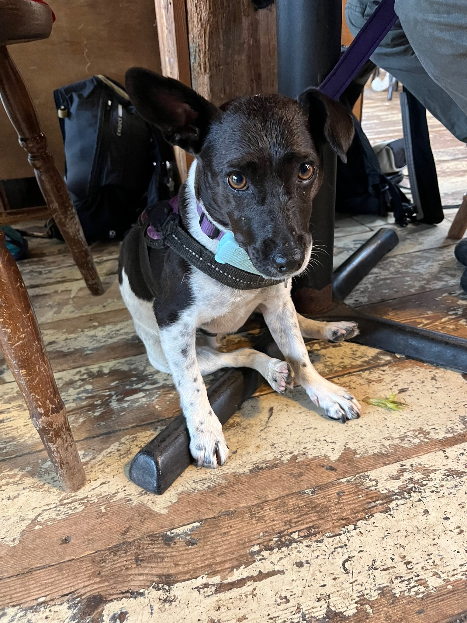 Being a good girl at the Kitchen at the Wharf at Langport