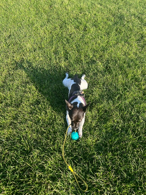 On the grass with my new toy doing a sploot