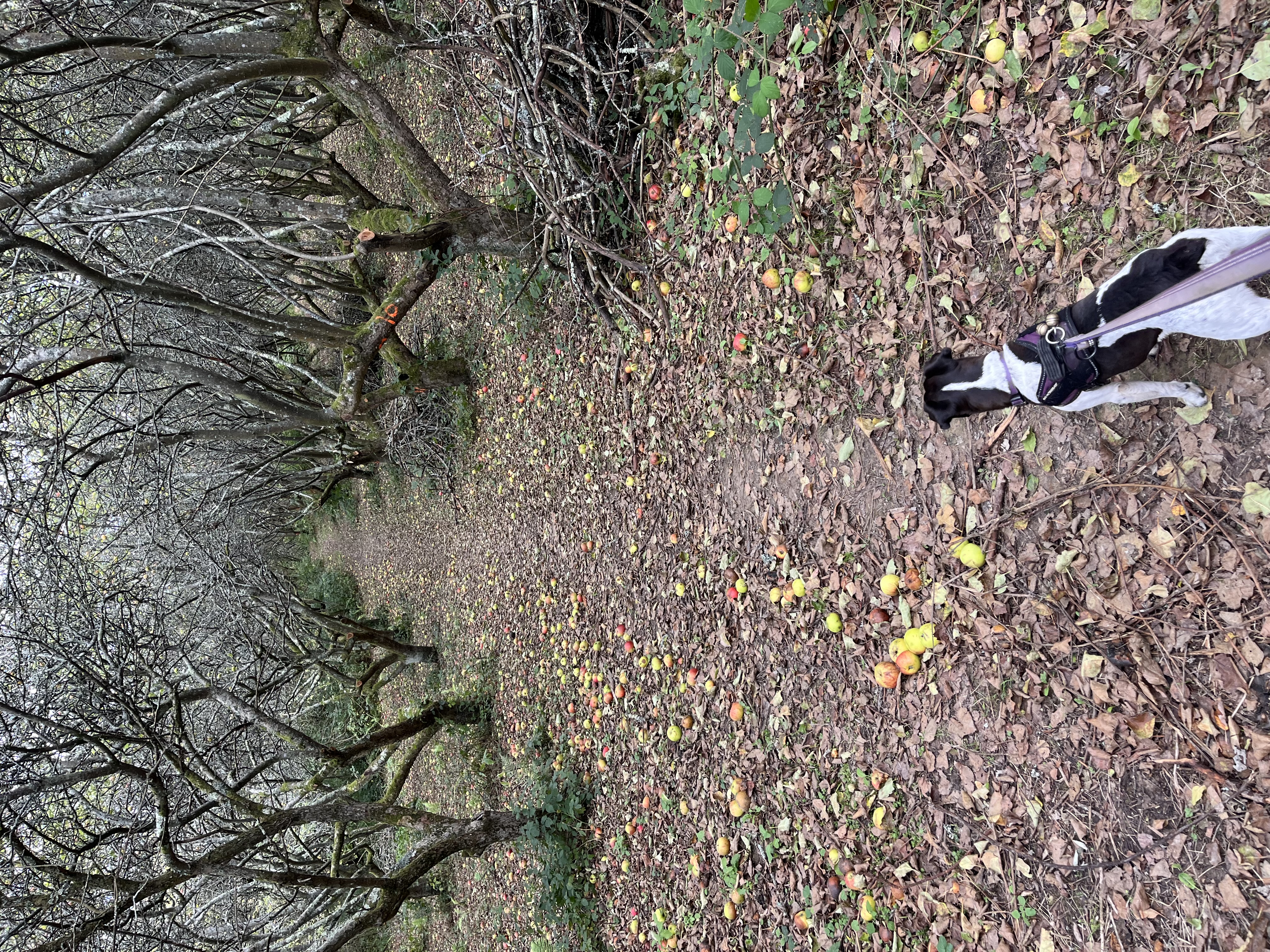 Leading my humans through an orchard
