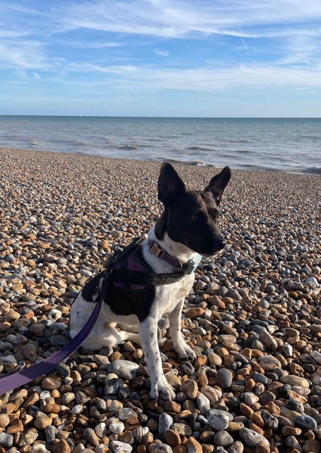 Being alert on the beach