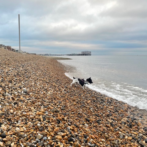 Having a small bark at the waves