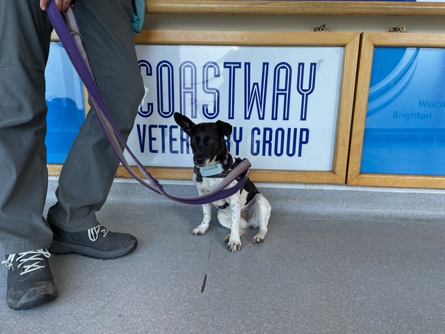 I weigh 7.3kg (vet scales)