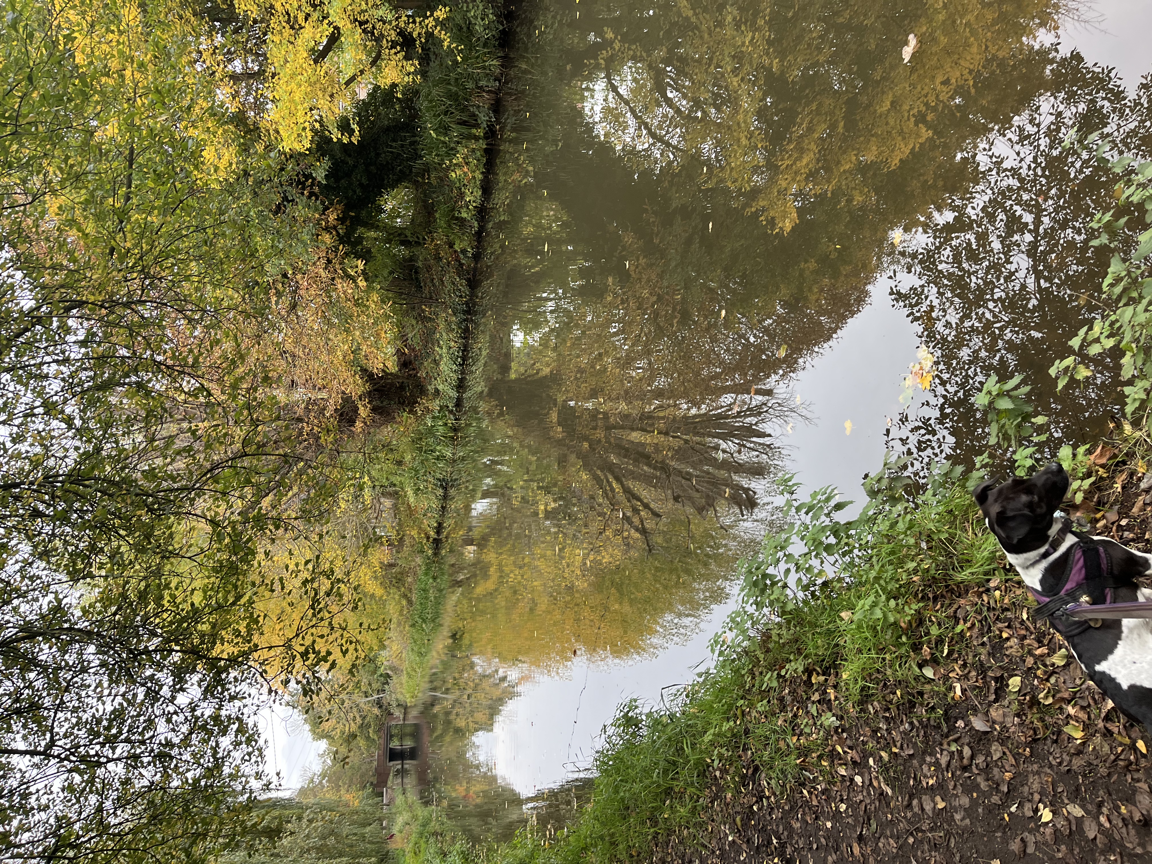 Where there’s water there’s usually ducks 🦆