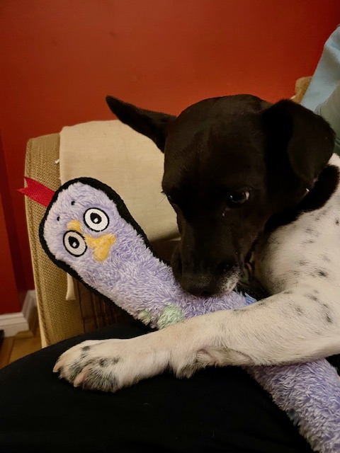 New toy: metre long snake