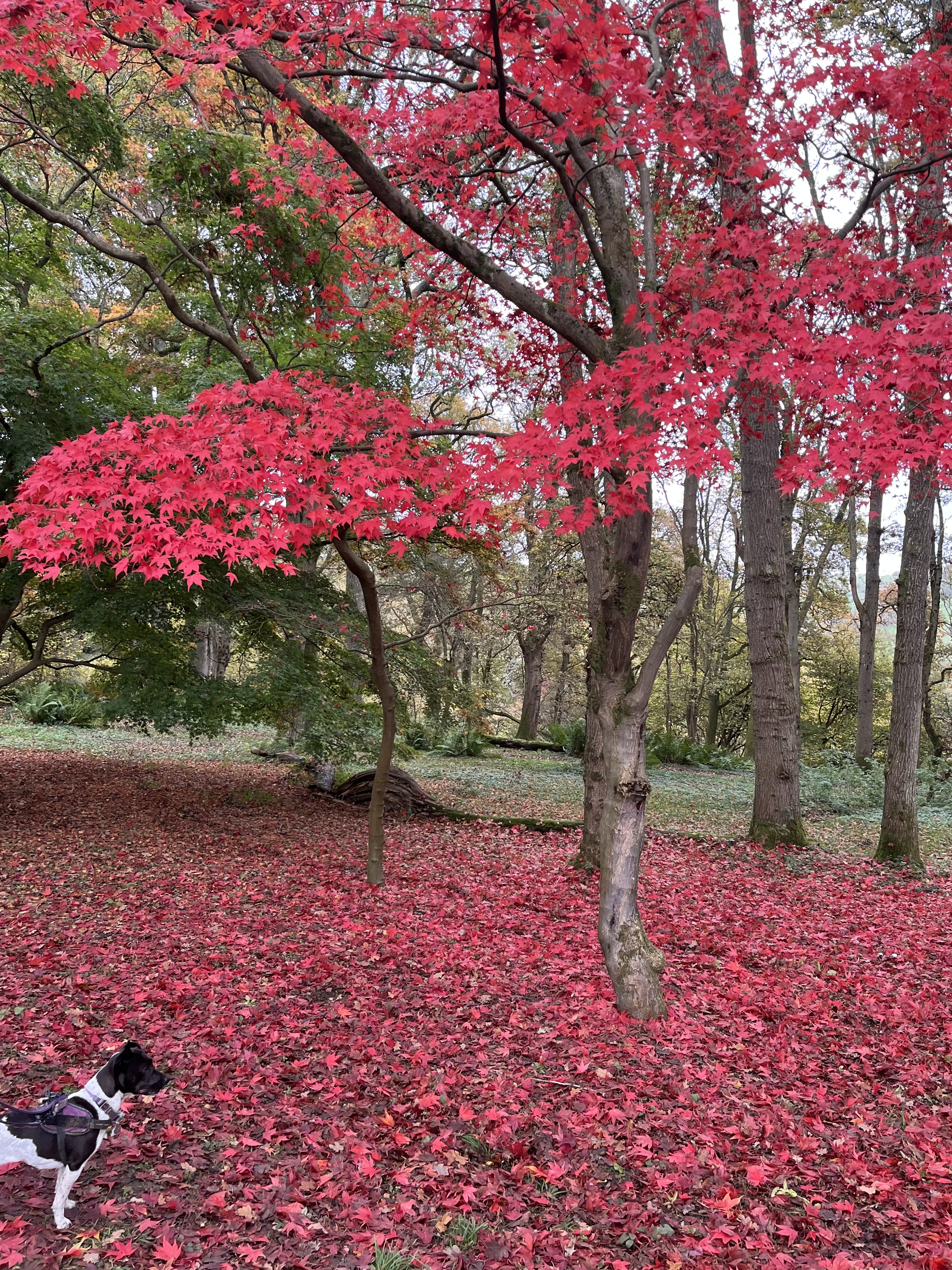 It’s a shame I’m a dog and can’t see the colour red!