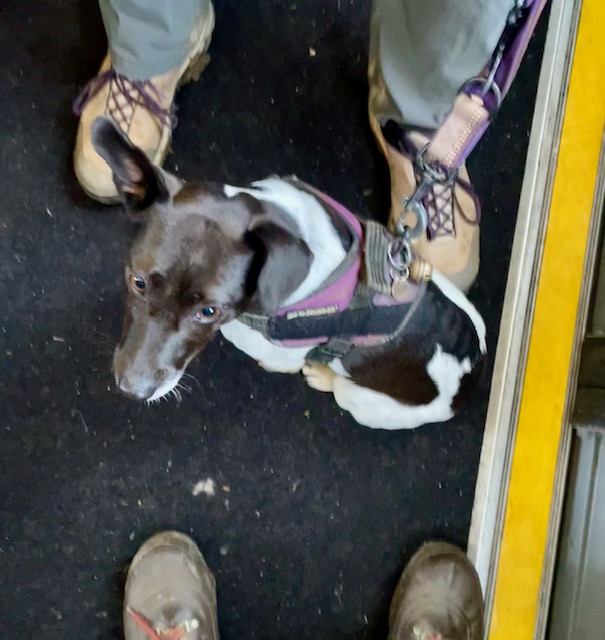 Humans standings on the Falmer to Brighton train