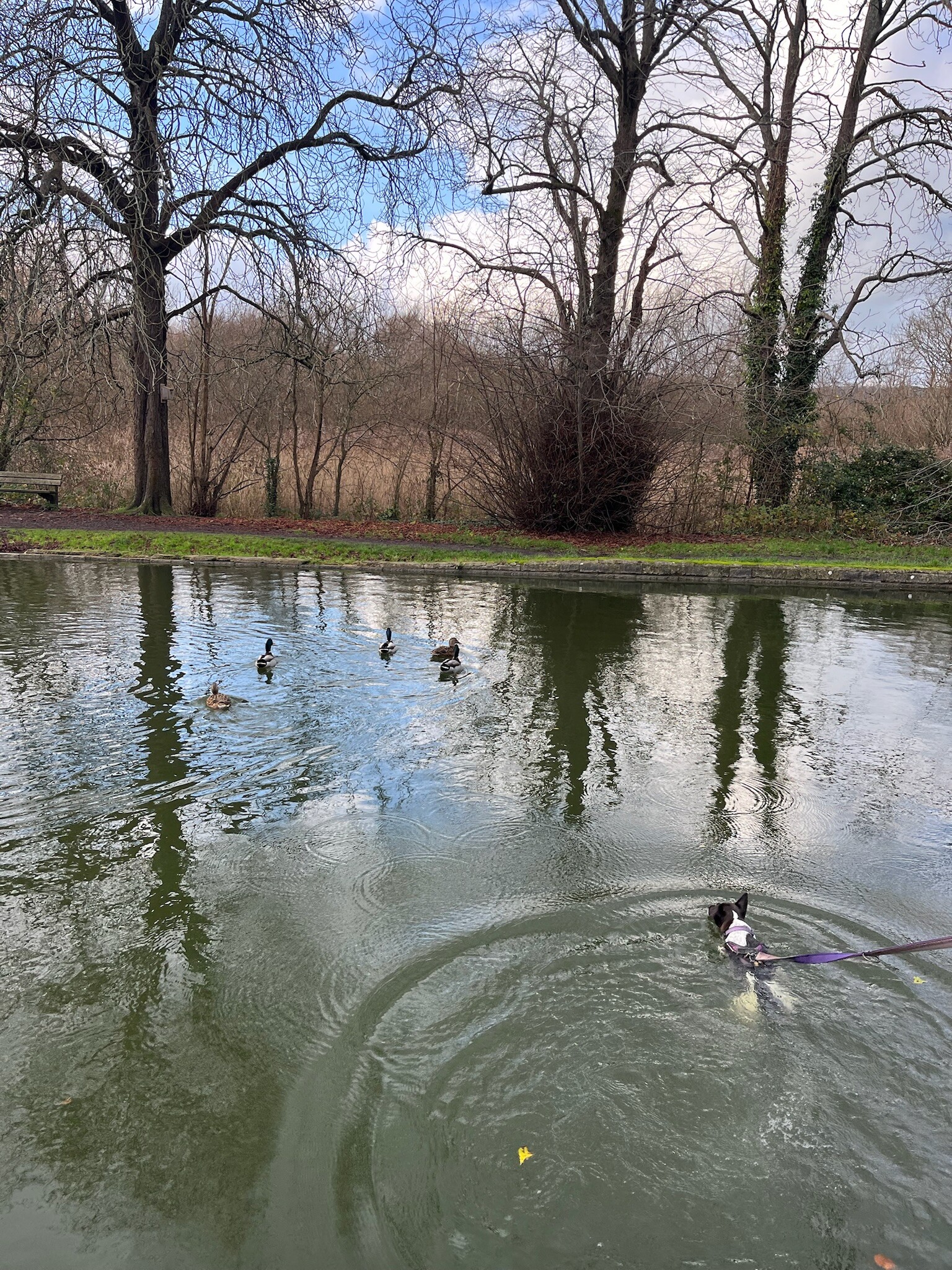 Will splash for ducks! 🦆