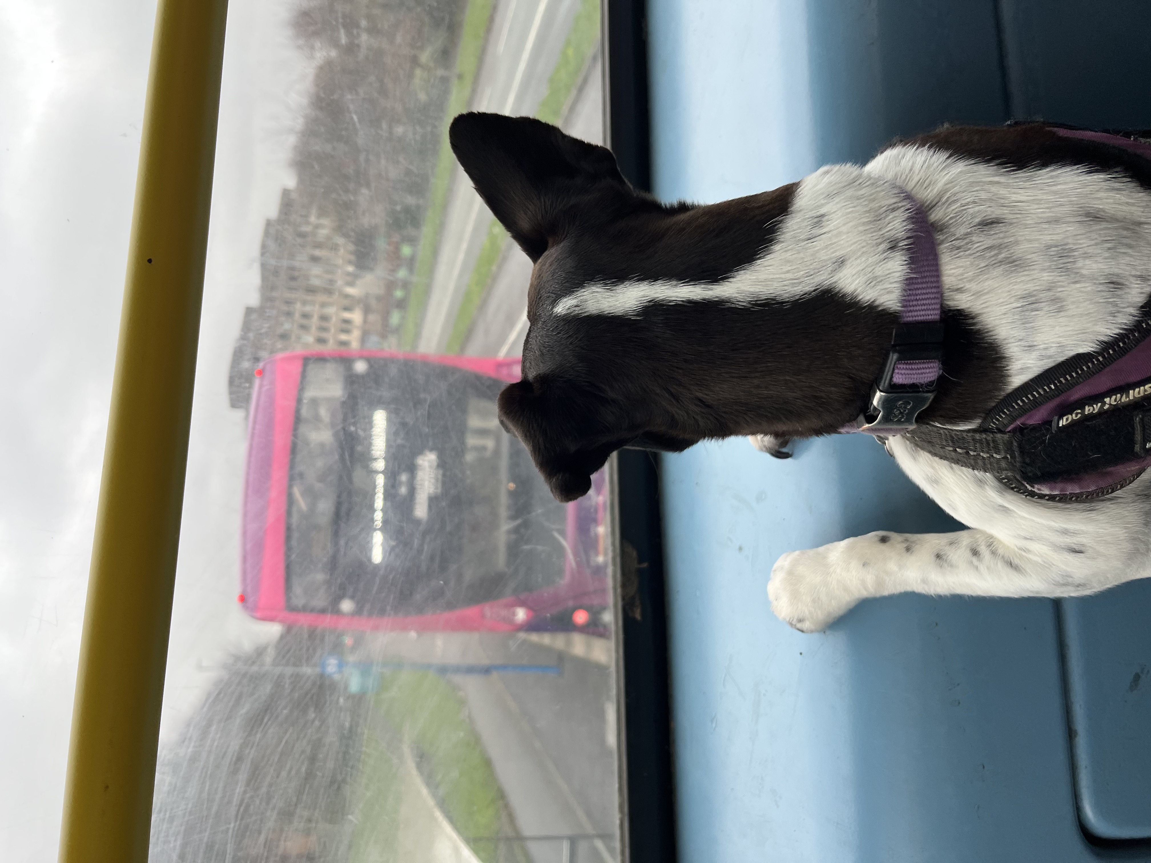 On the number 24 to Wild Park