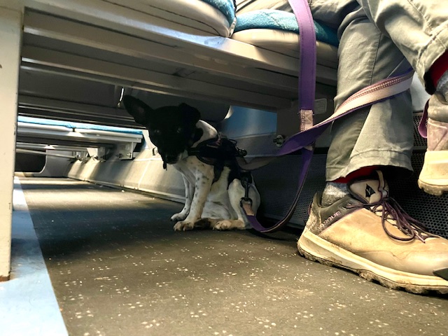 On the 15:32 from Shoreham to Brighton