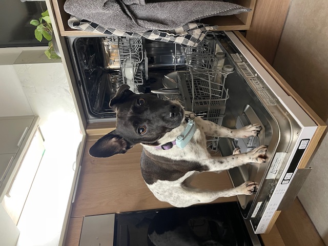 Did anyone call for a pre-wash?