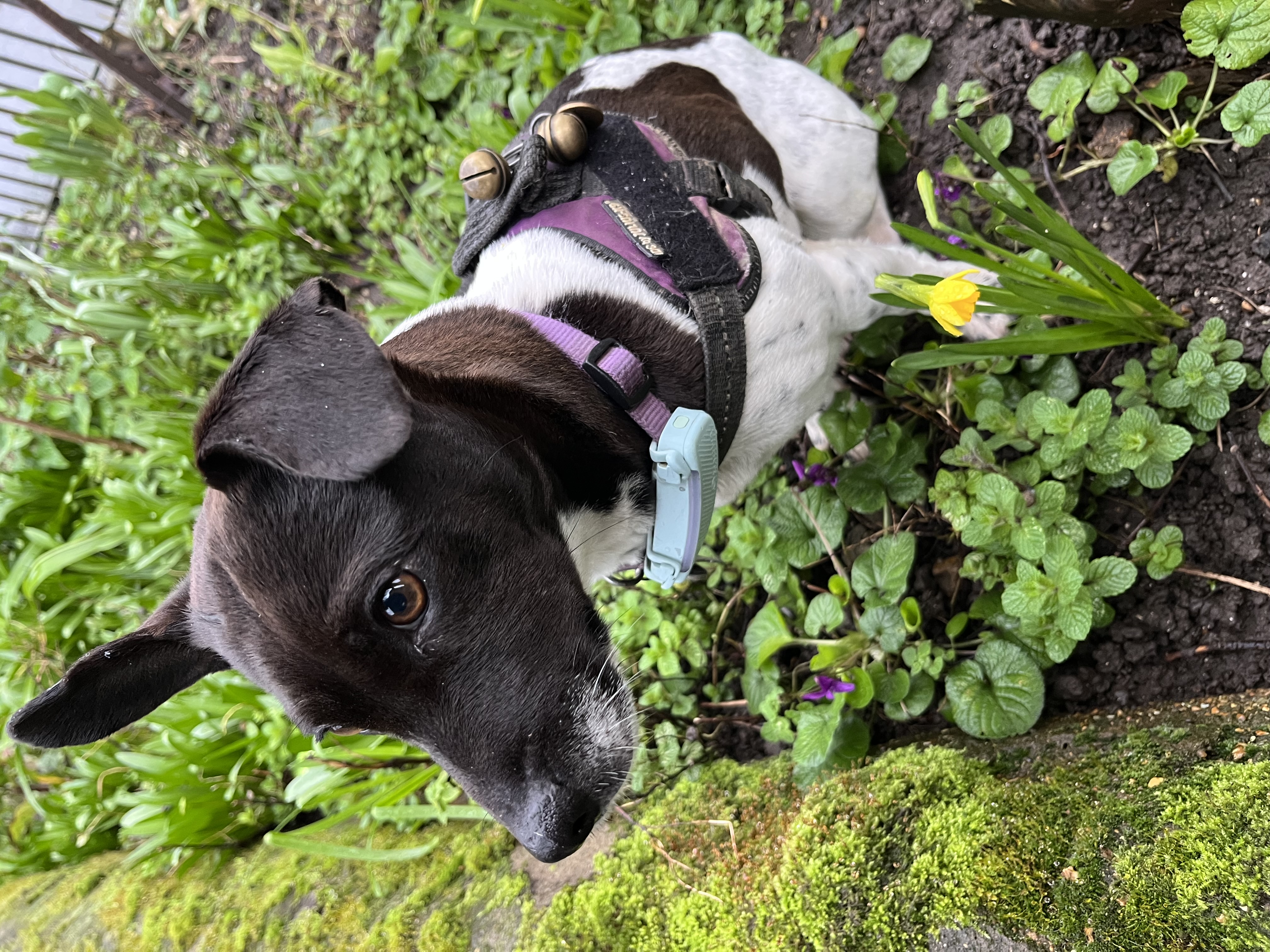 Don’t photograph the mini daff, photograph me instead!