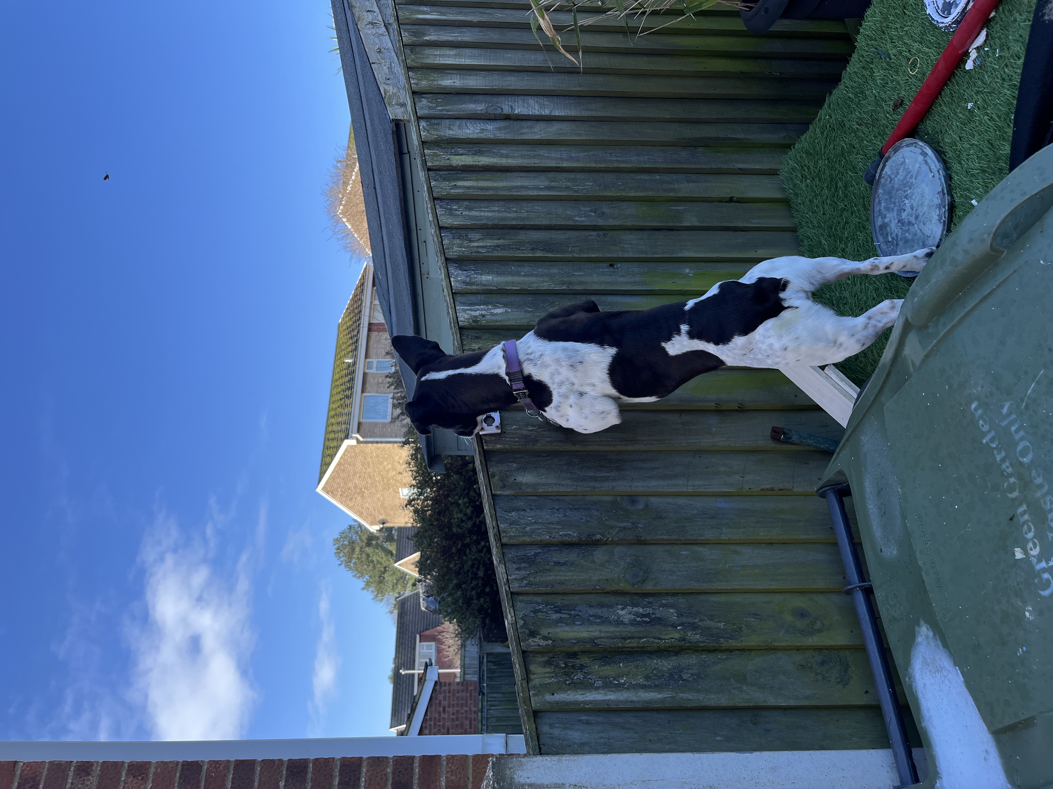 Peering over the fence