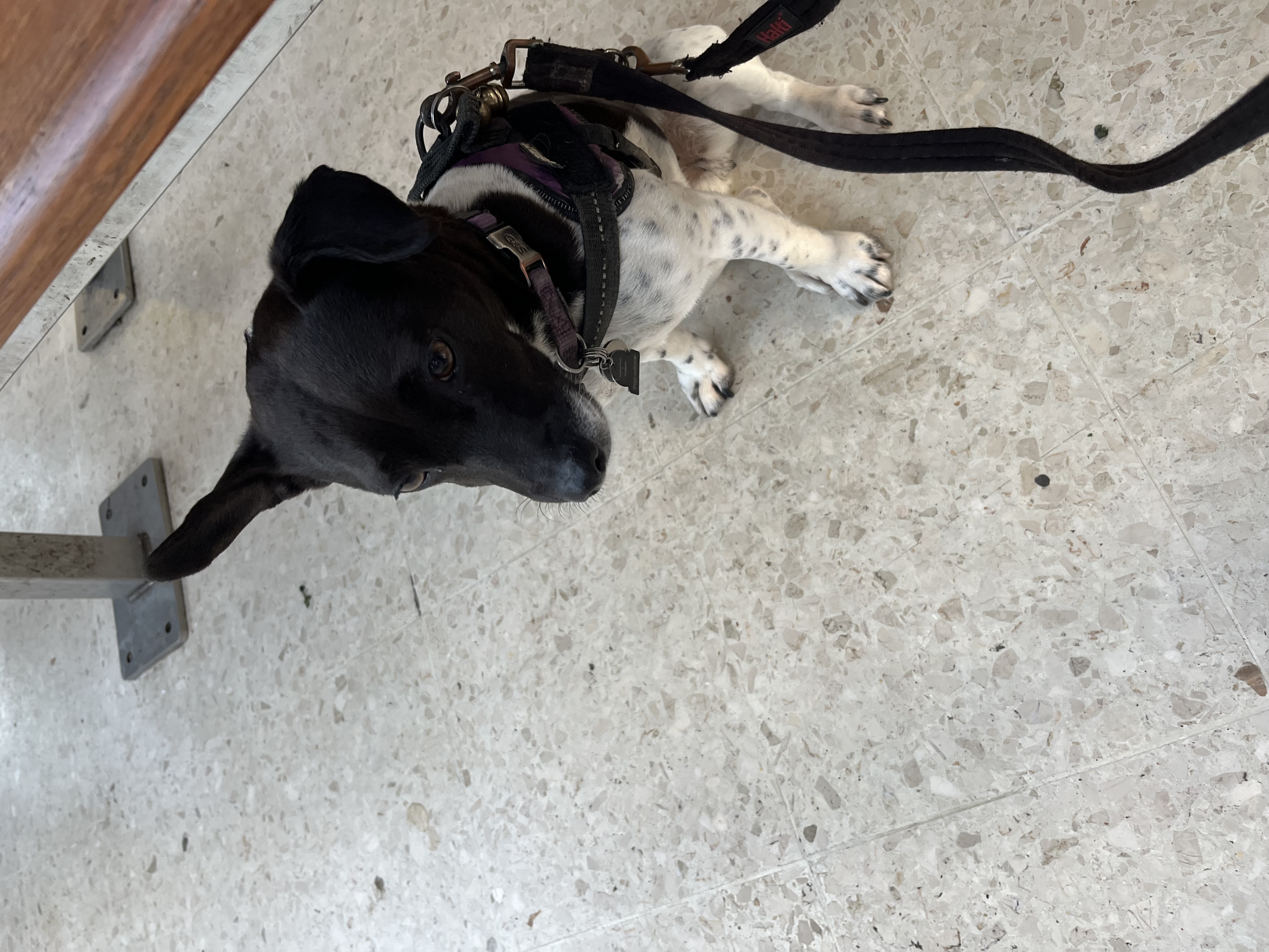 Being a good girl at the station waiting for the male human to return