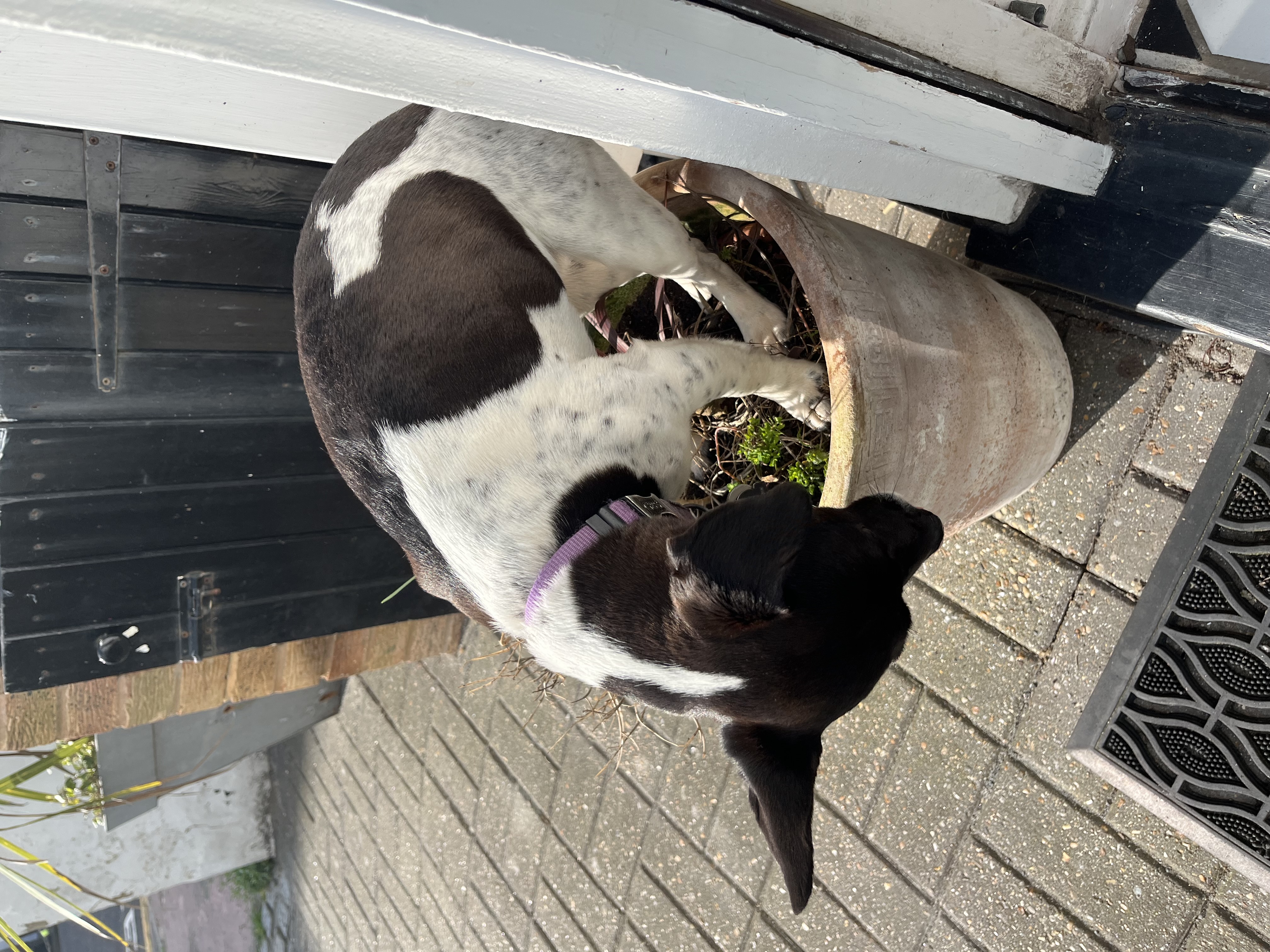 I’m in a pot. It’s quite a small pot!