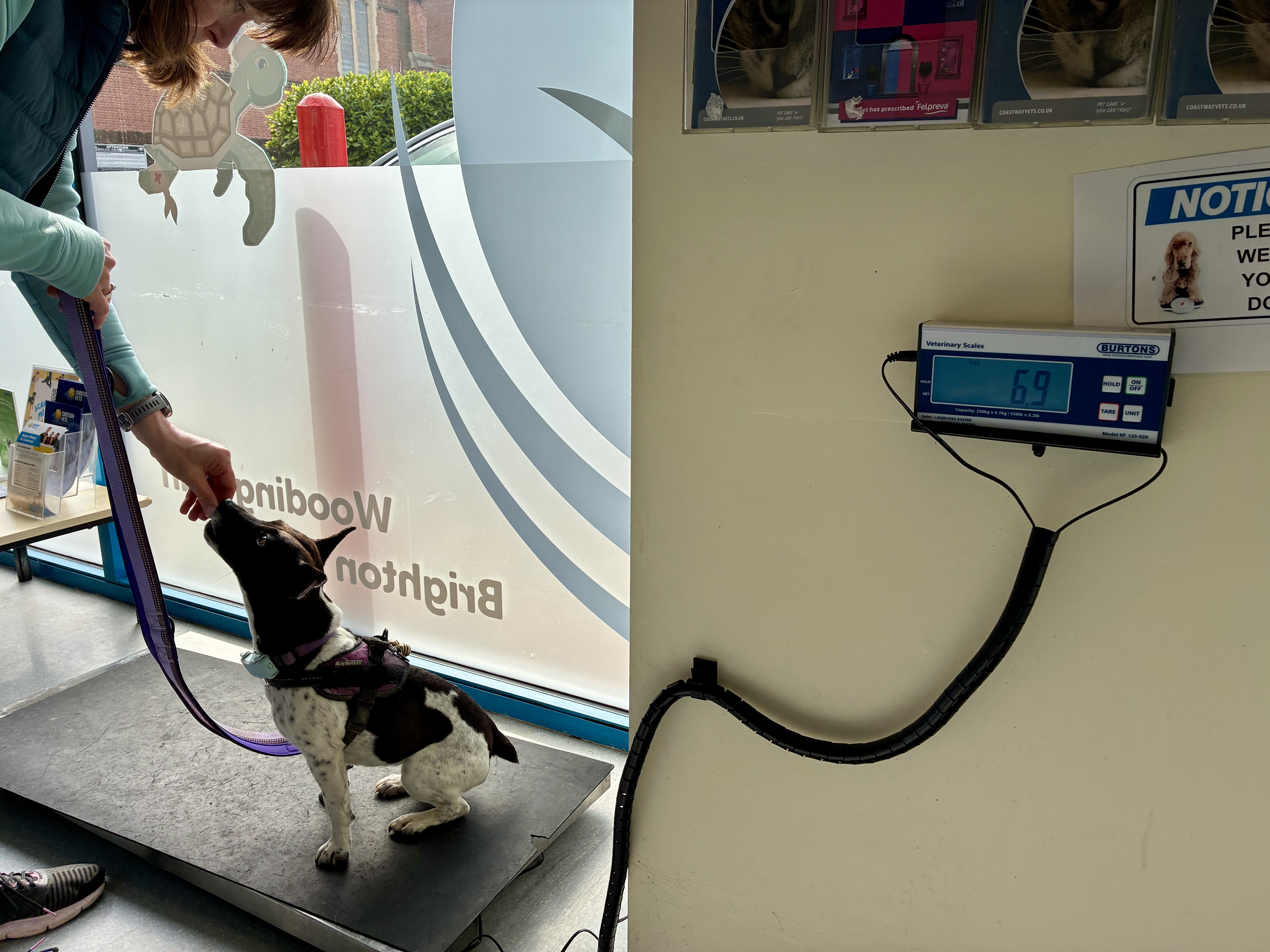 I weigh 6.9 kg (Vets scales)