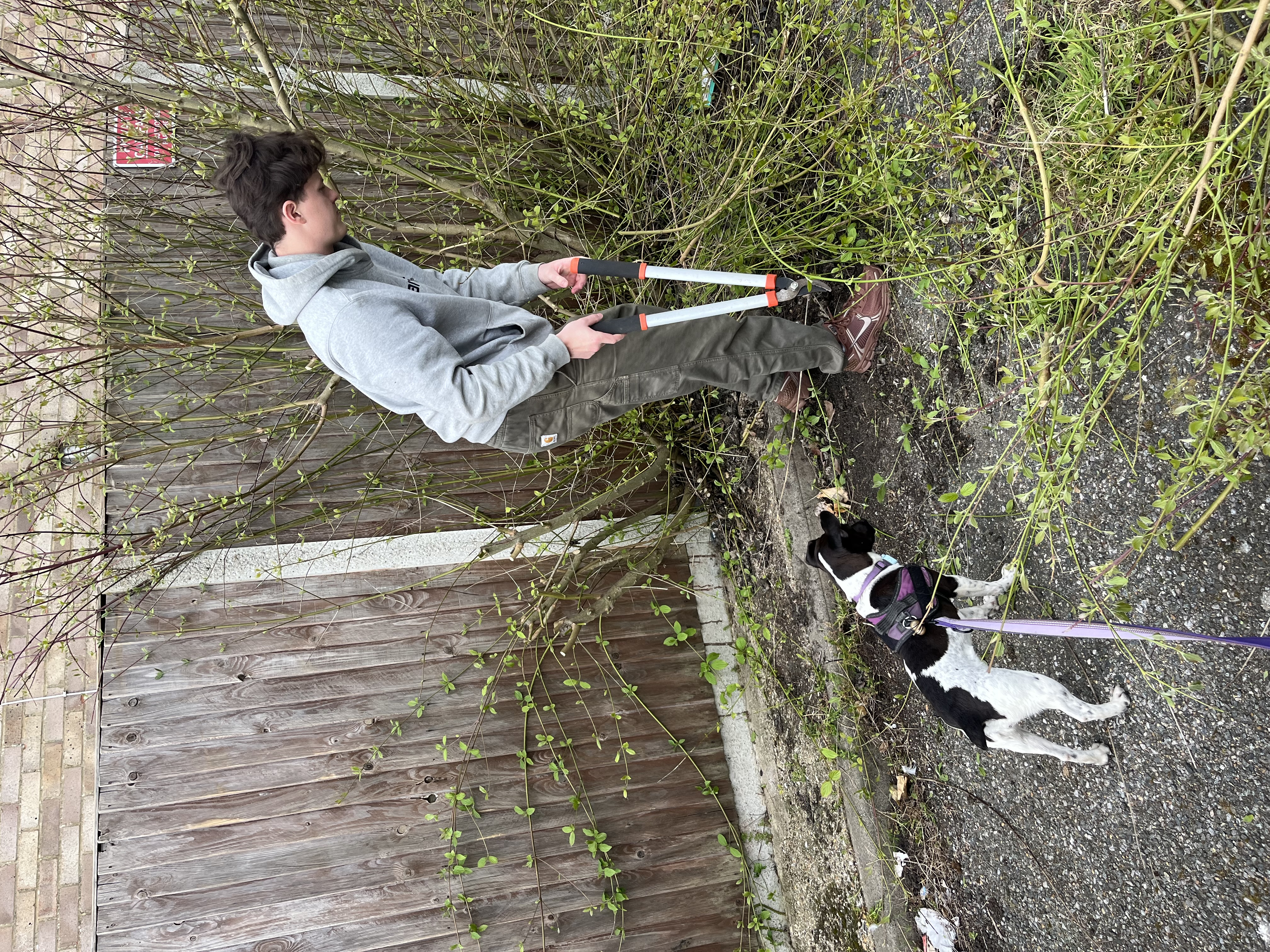 Supervising tree pruning