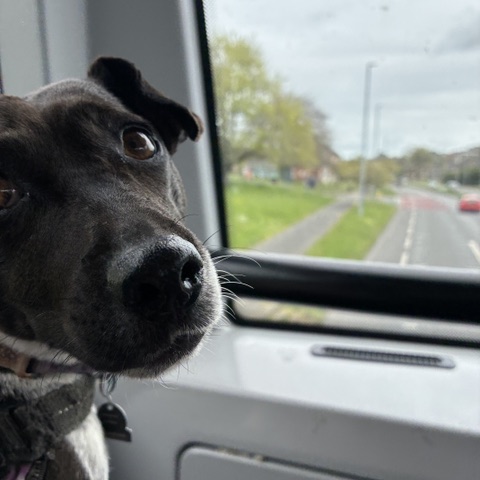 Taking the Regency 28 bus to see the bluebells at Stanmer Park