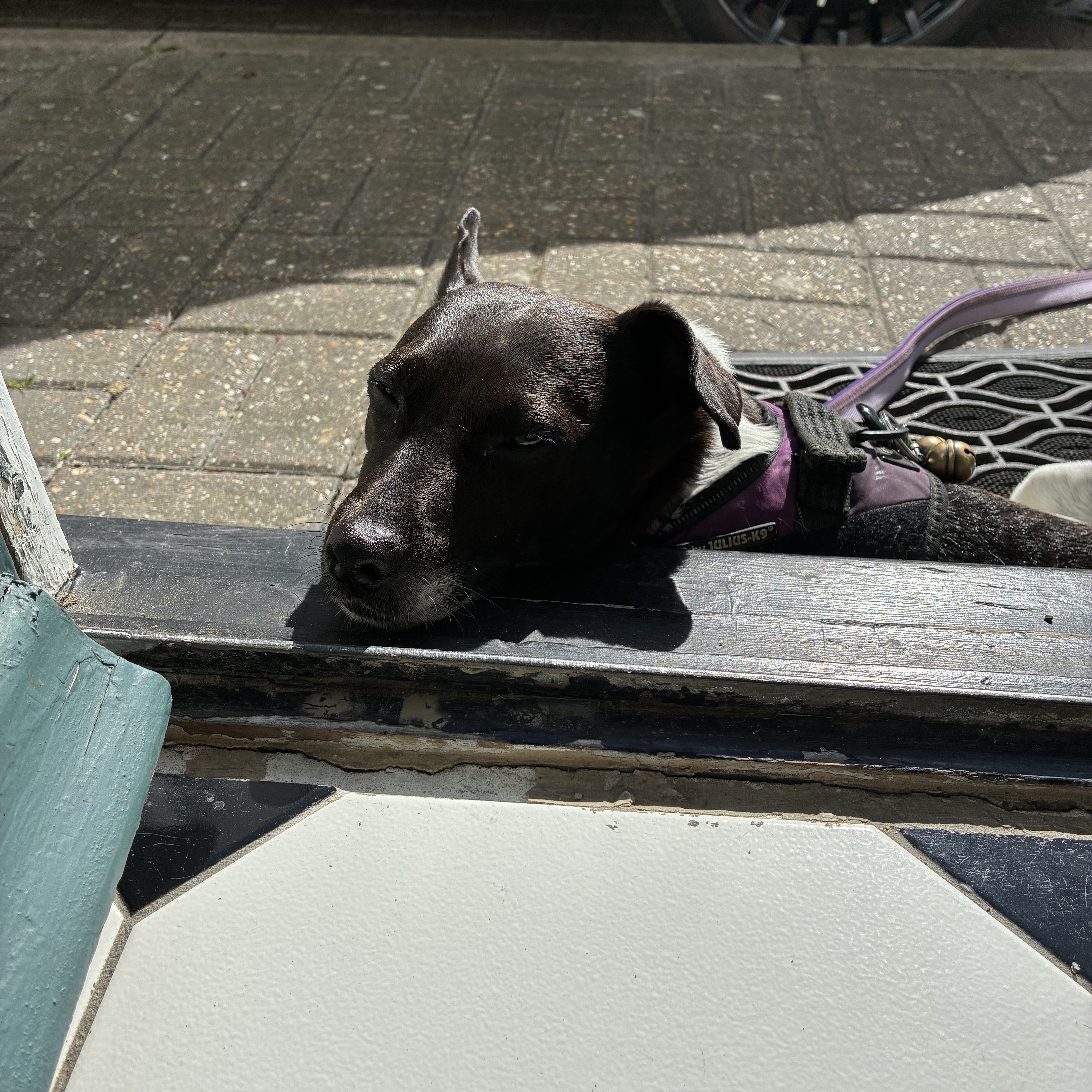 Sunbathing on the door step
