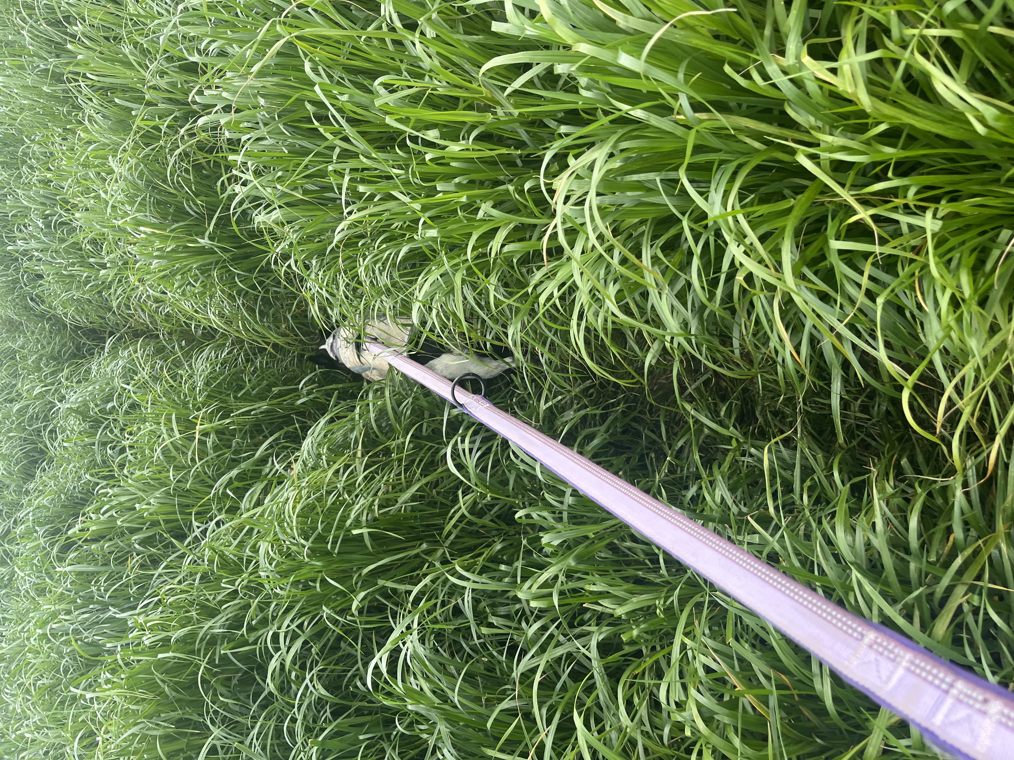 Short dog. Long grass.