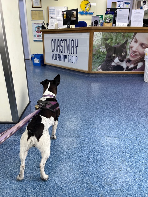 At the vet for minor dental procedure (5 teeth removed)
