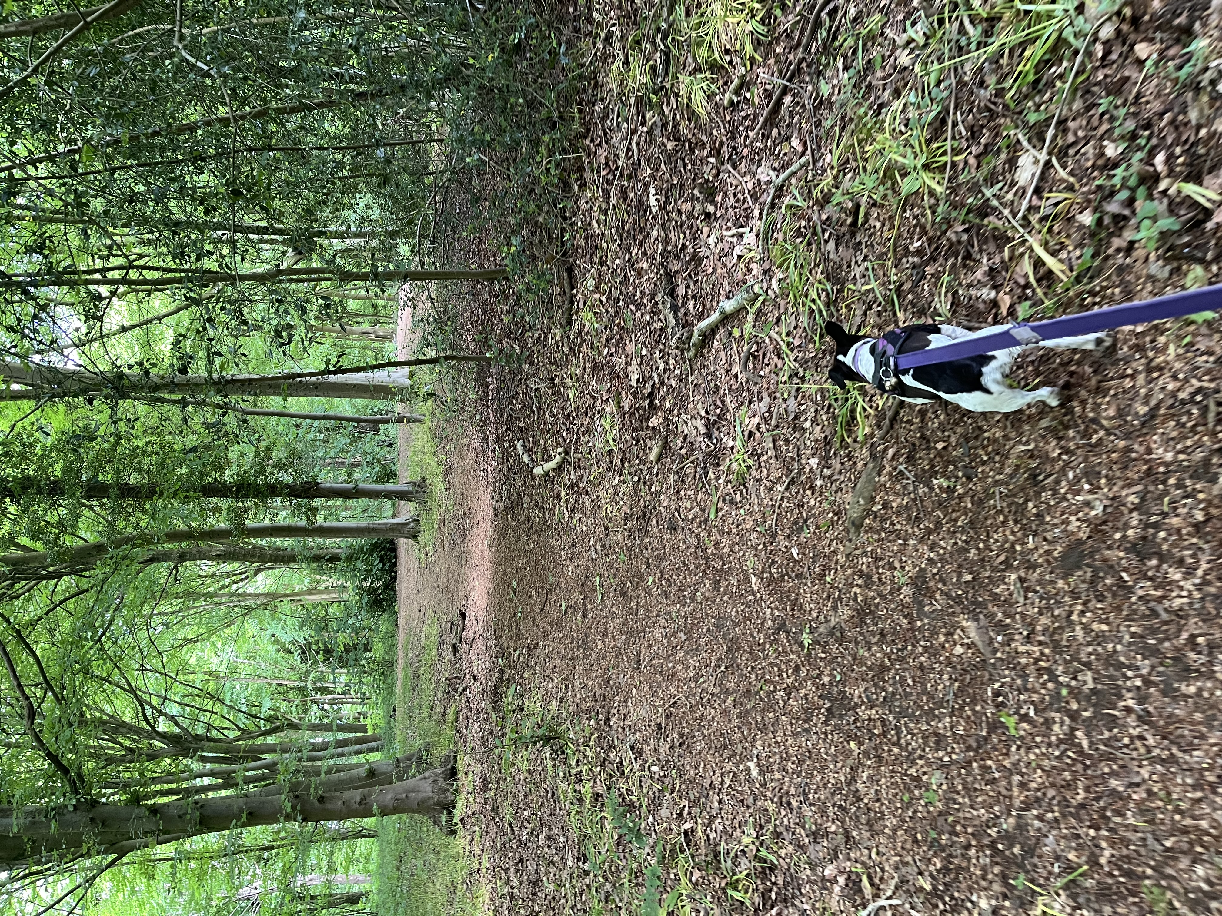 Dragging the humans through Stanmer Park