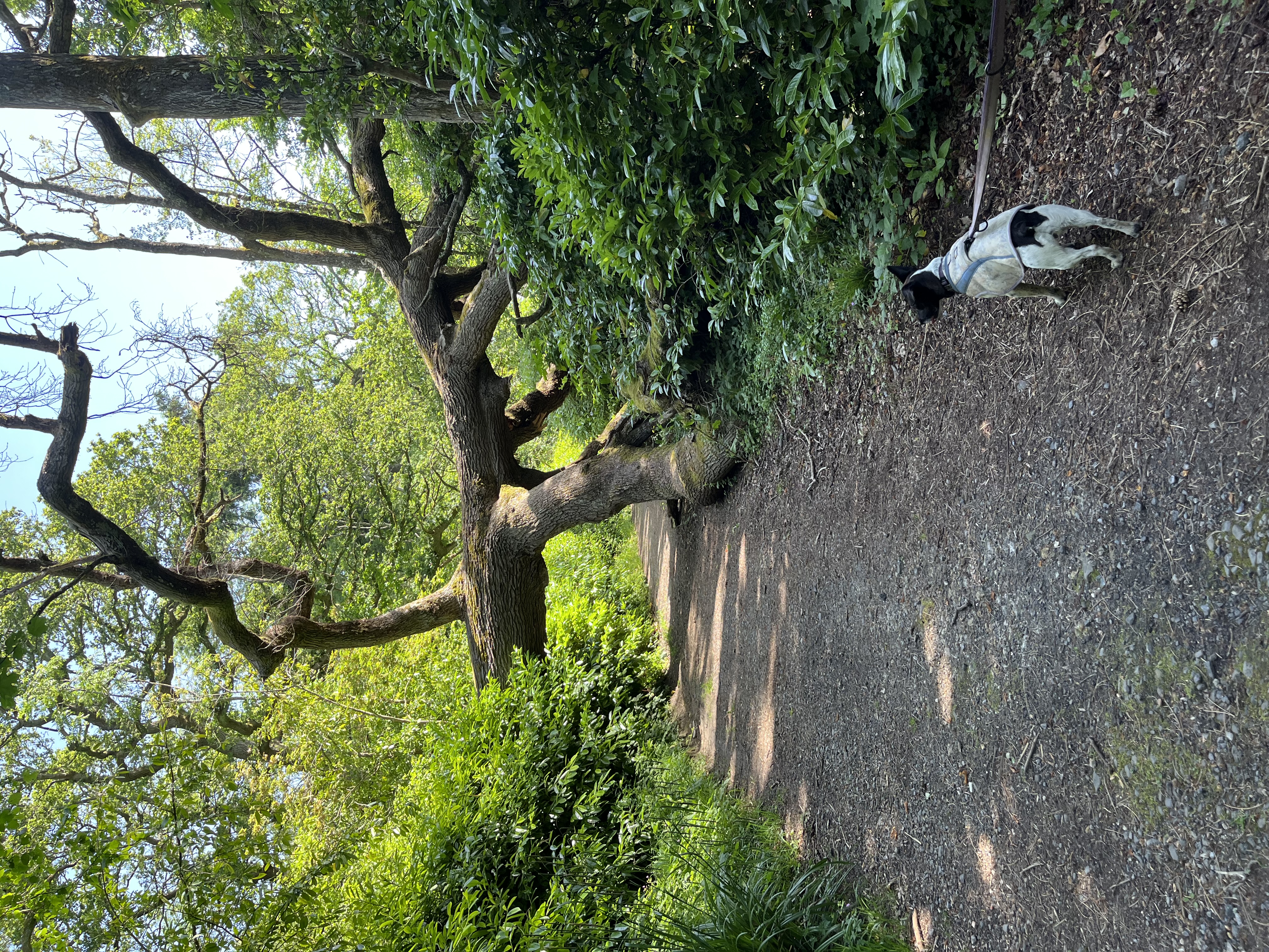 Being used to bring a sense of scale to a big fallen tree!