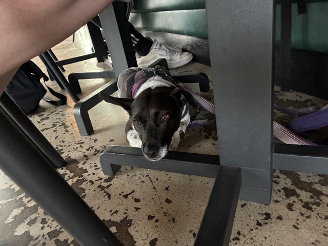 Being a very very good girl at Shelter Hall