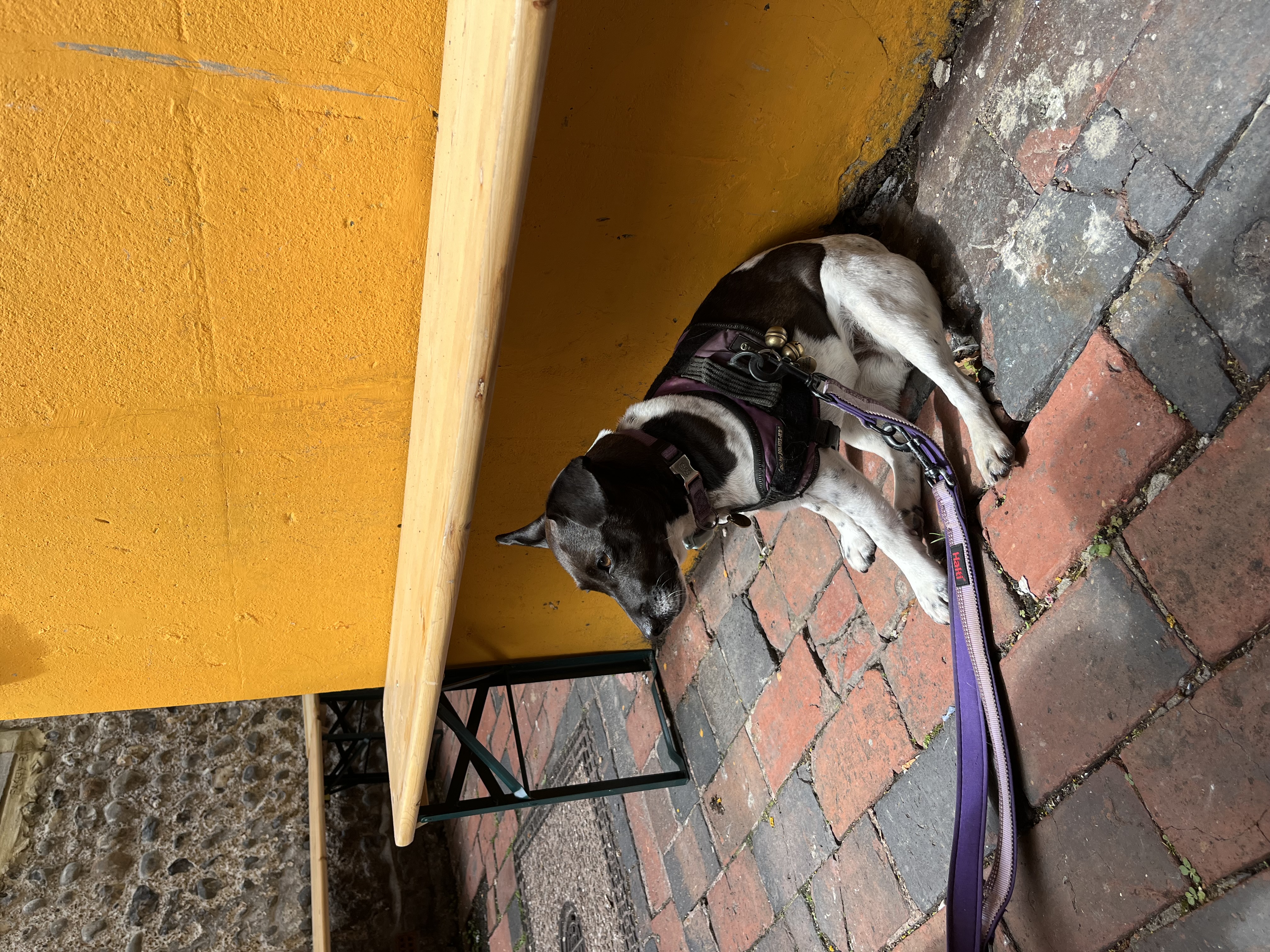 Chillin’ out at the Pink Moon