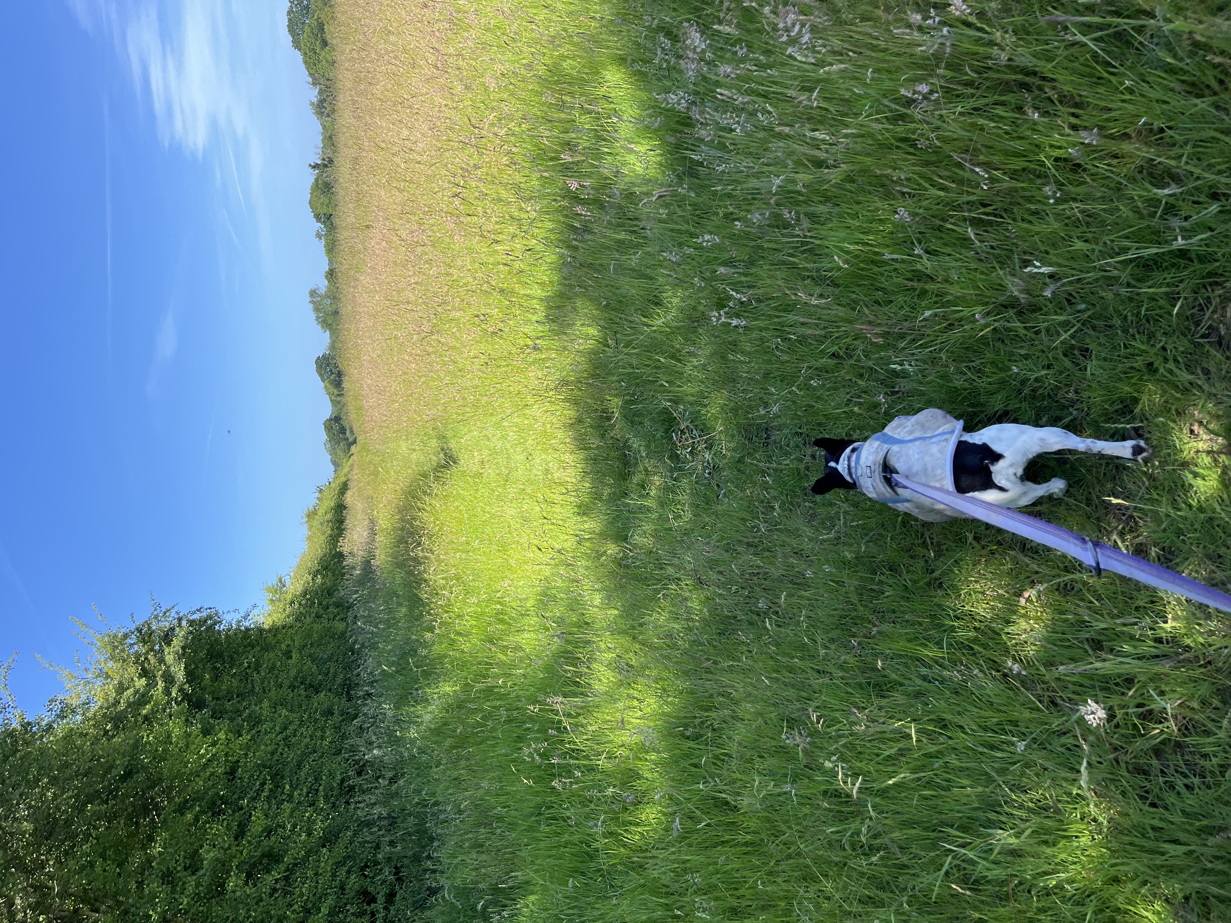 Dragging the humans through a meadow