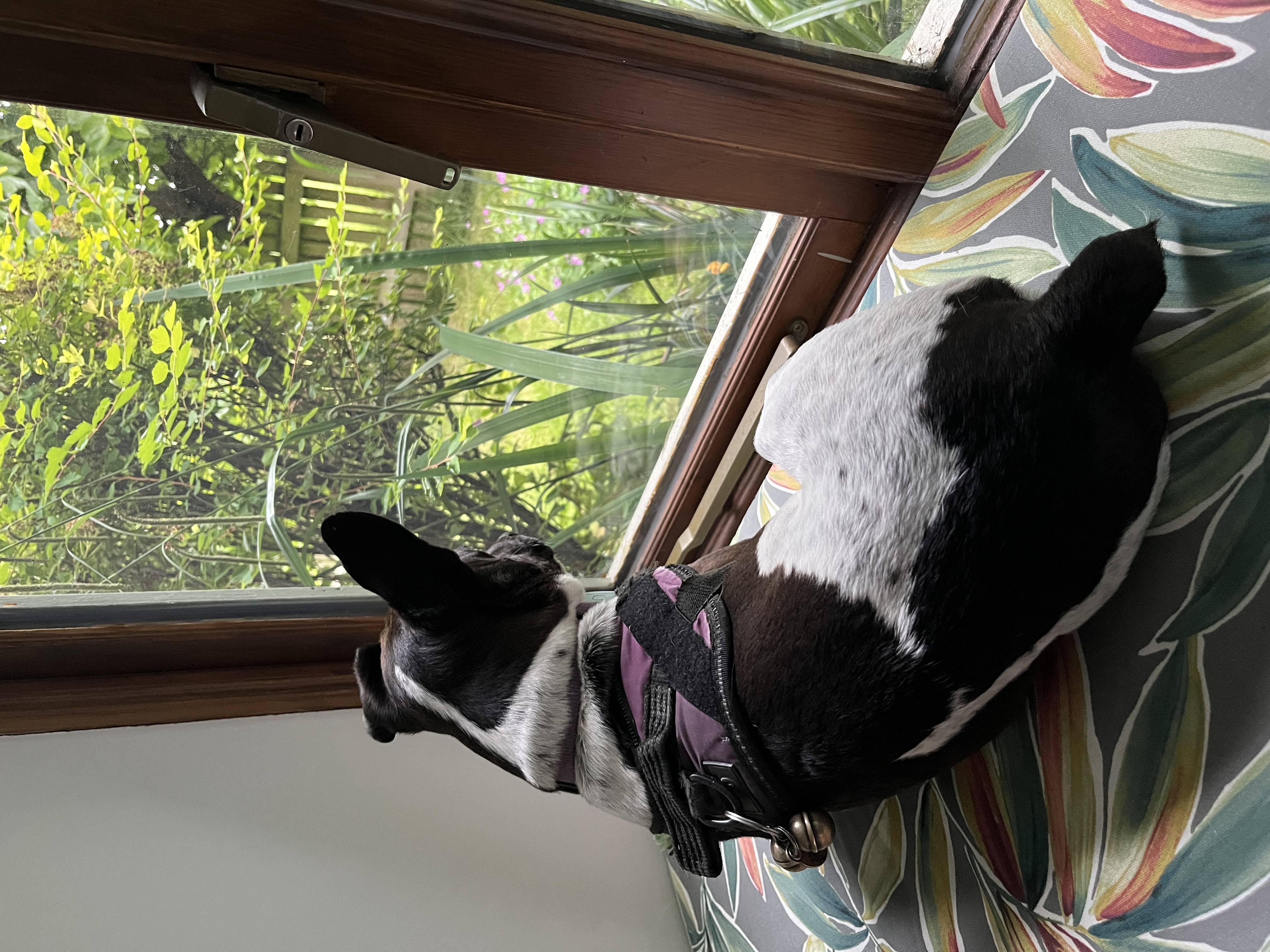 Enjoying a window seat