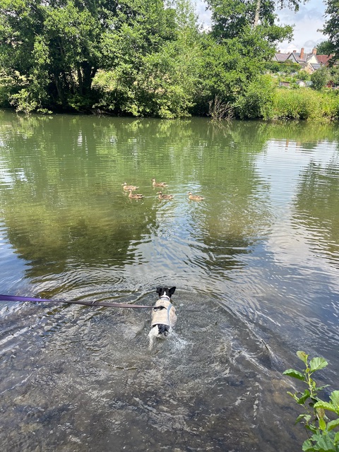 Ducks! I&rsquo;m off to see the ducks