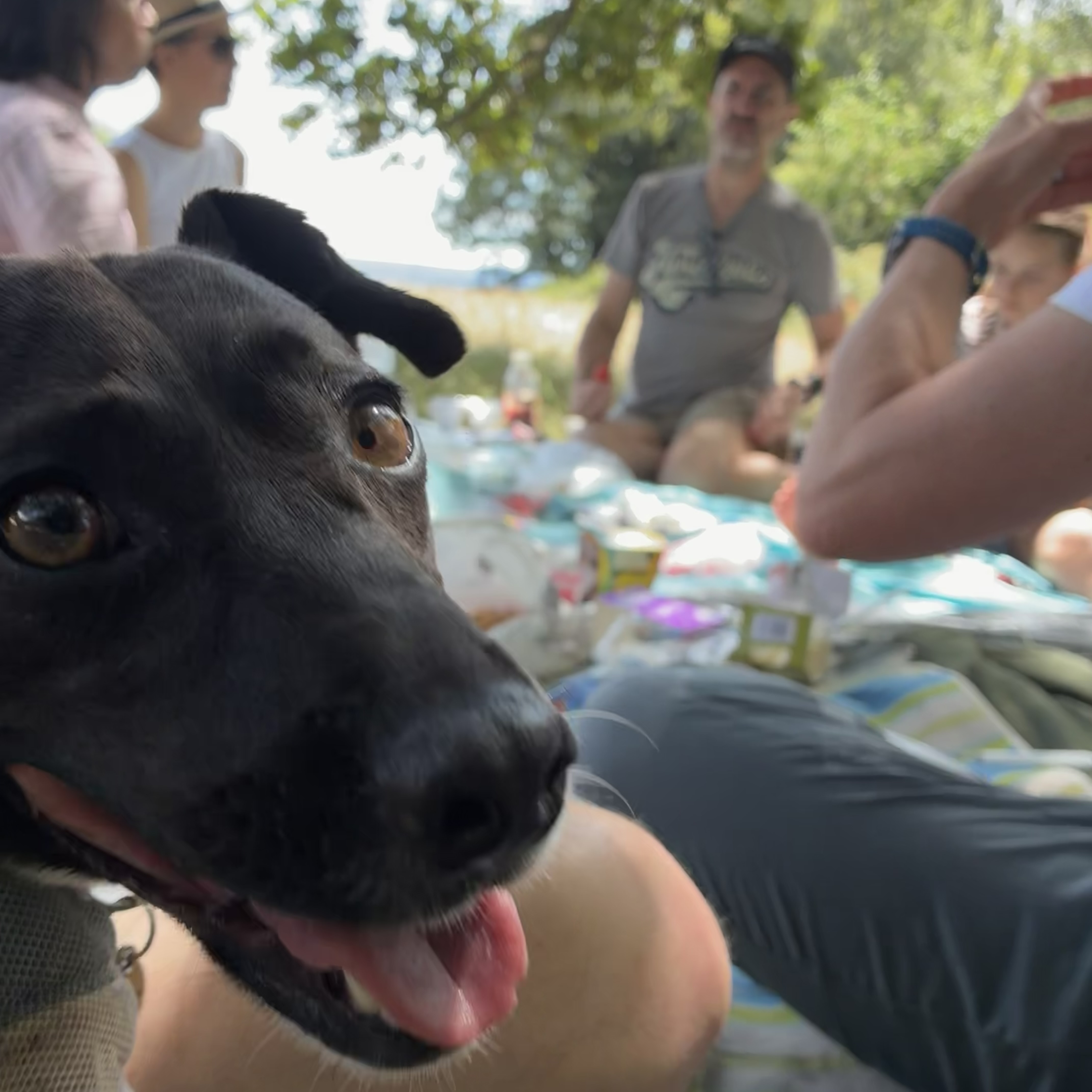I went to a picnic at Box Hill