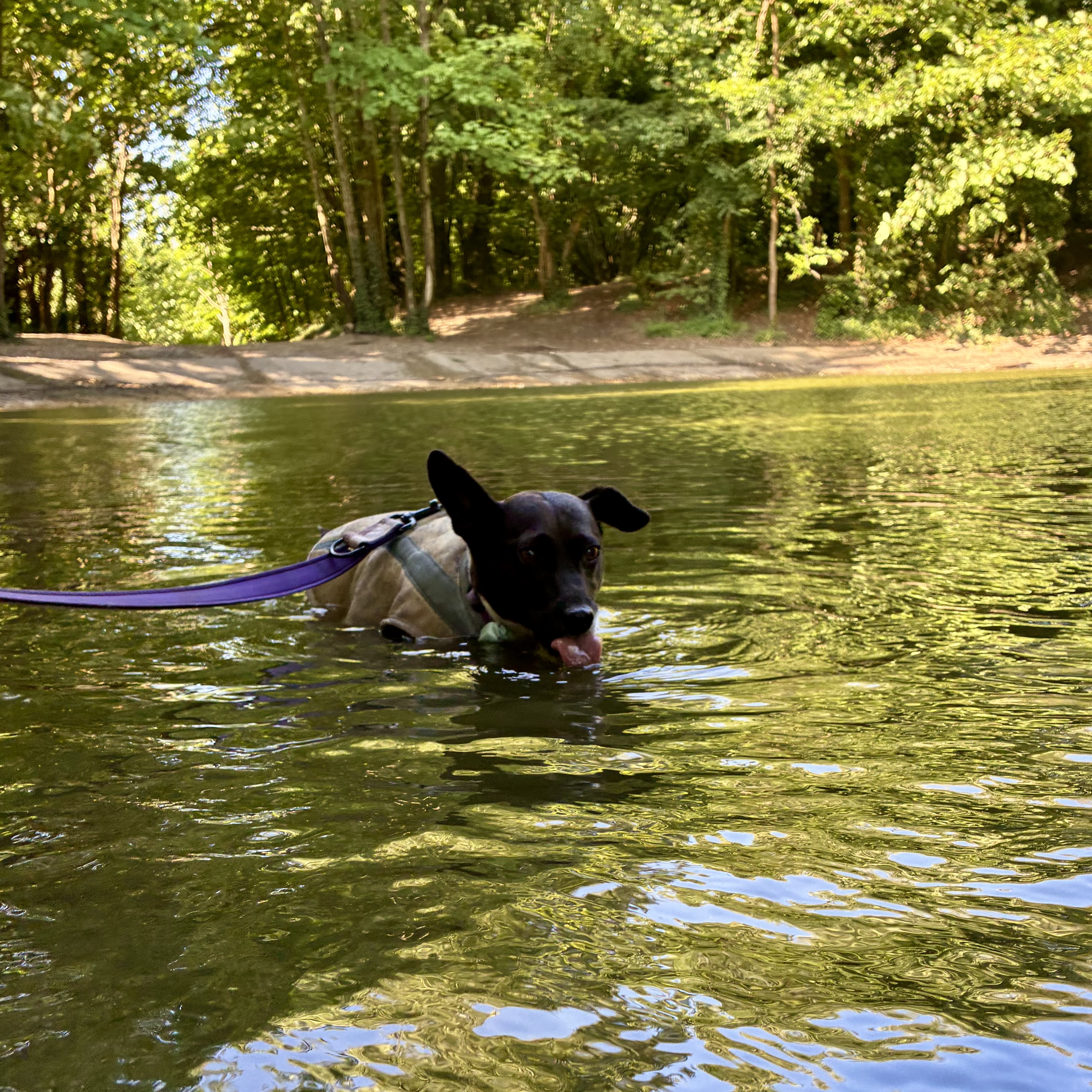 Taking a dip, having a drink