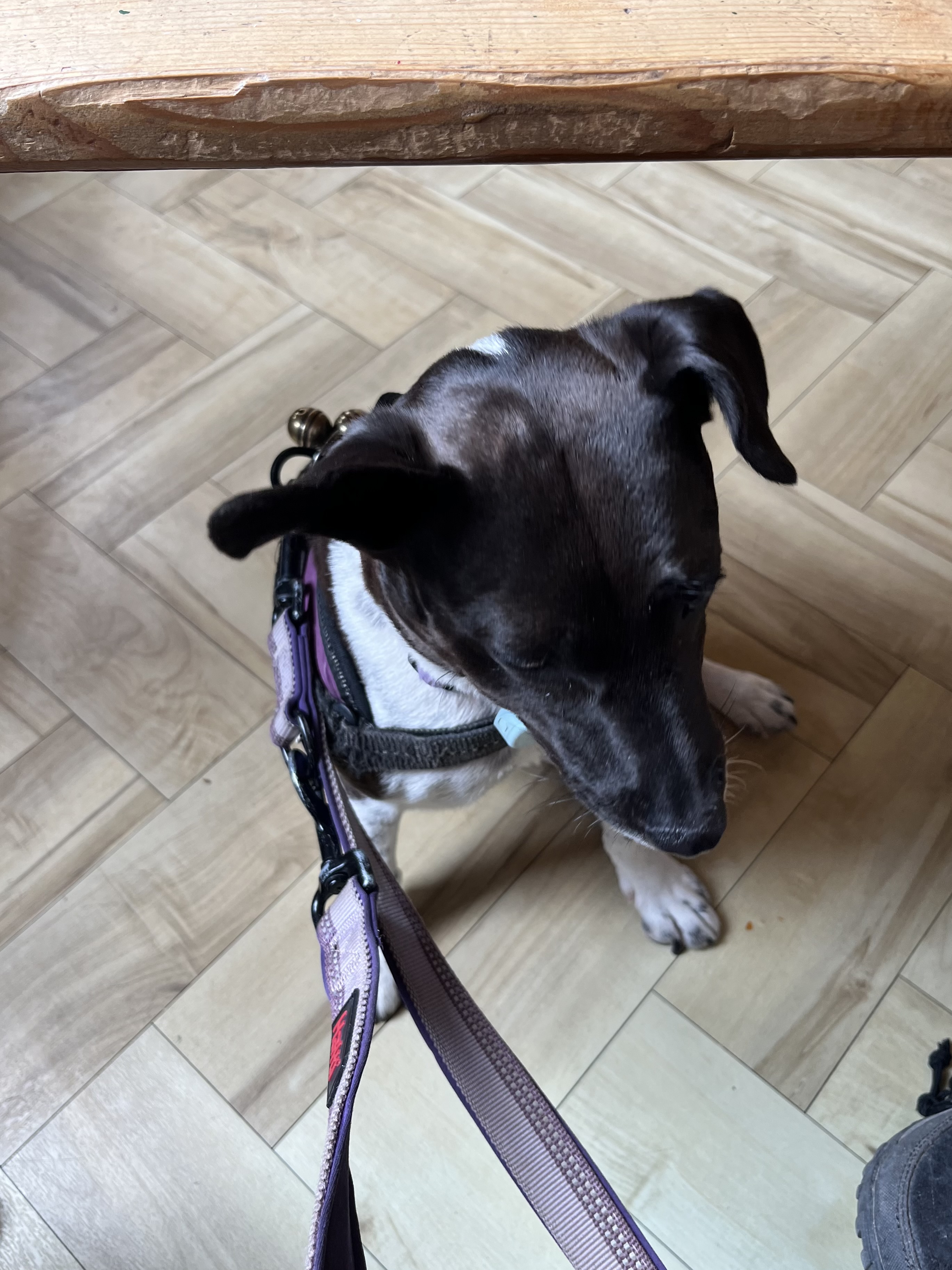 Being a good girl at The Greedy Cow, Margate