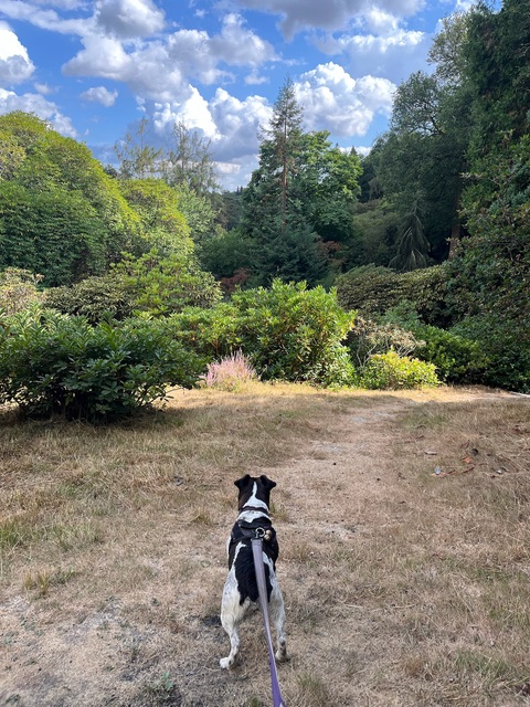 I went exploring at Leonardslee Gardens