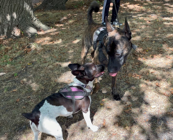 I love playing with big dog Shadow