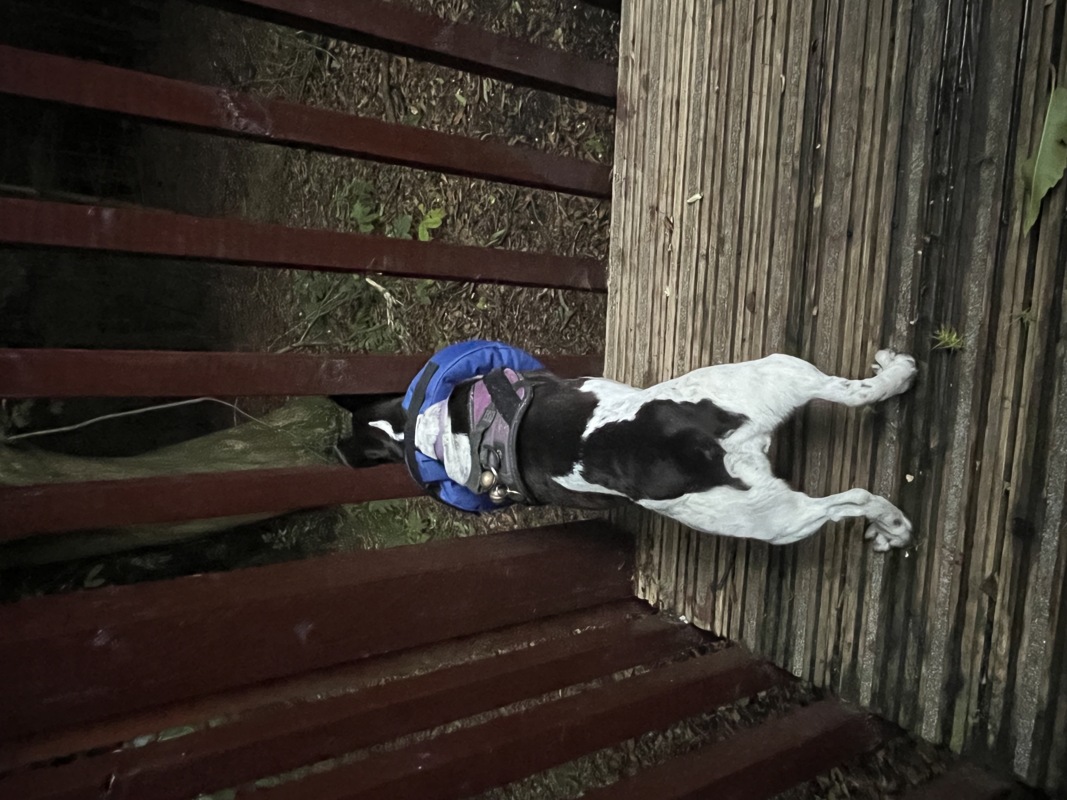 Another Forest Holidays site, same instinct to stick my head through the railings