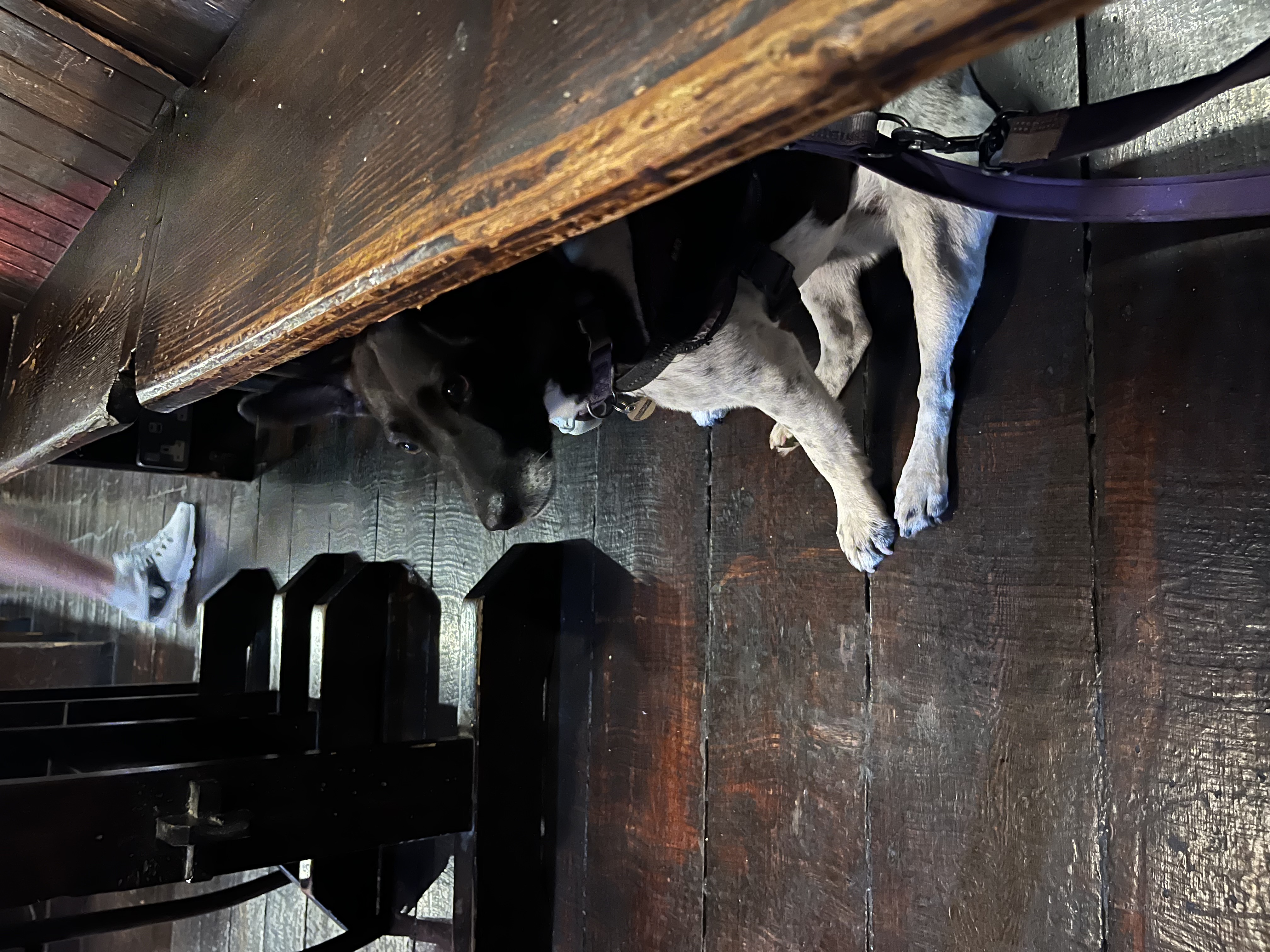 Sitting comfortably beneath a bench at Café Amoré, Bristol
