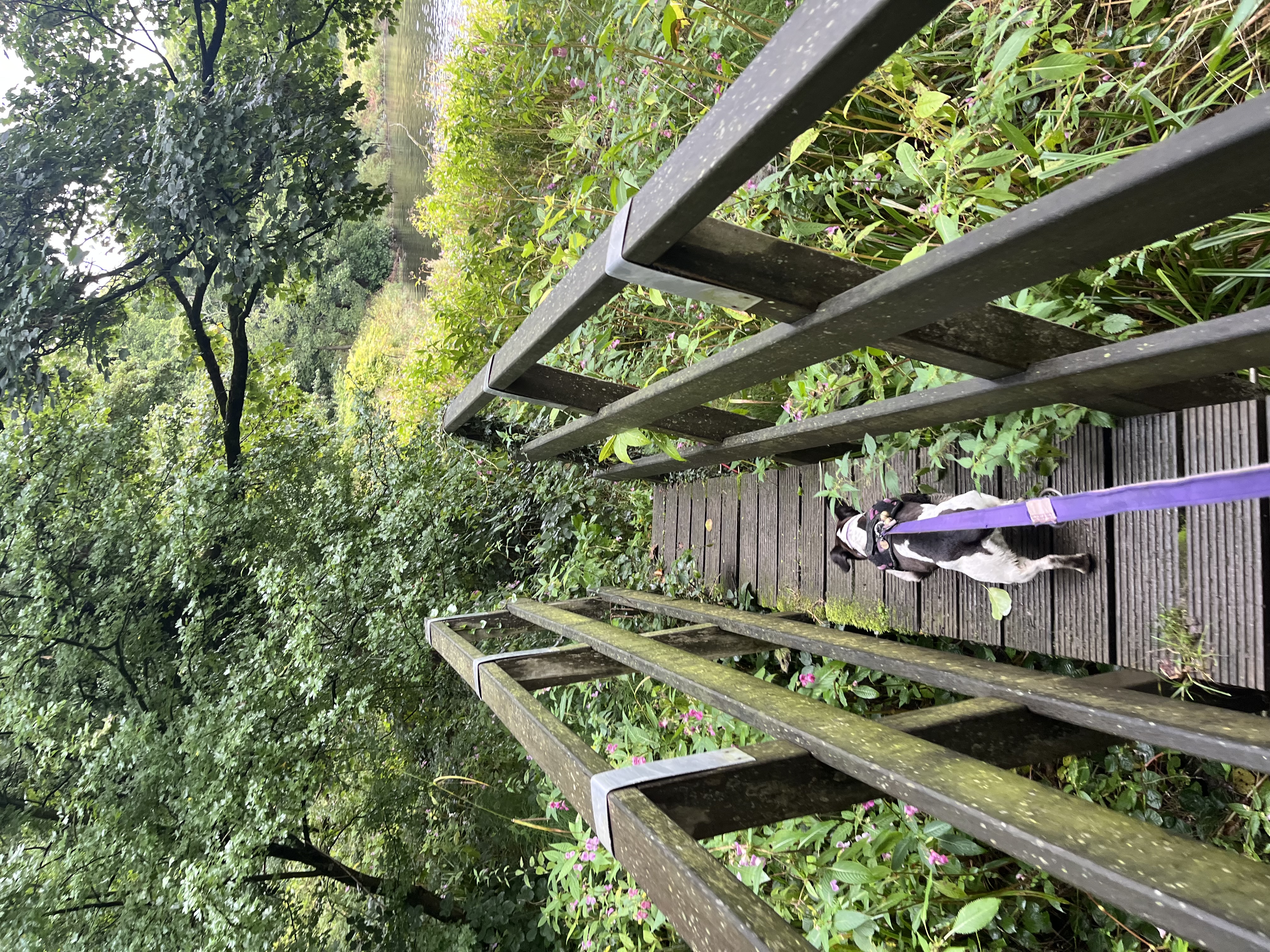 Dragging my female human over a bridge