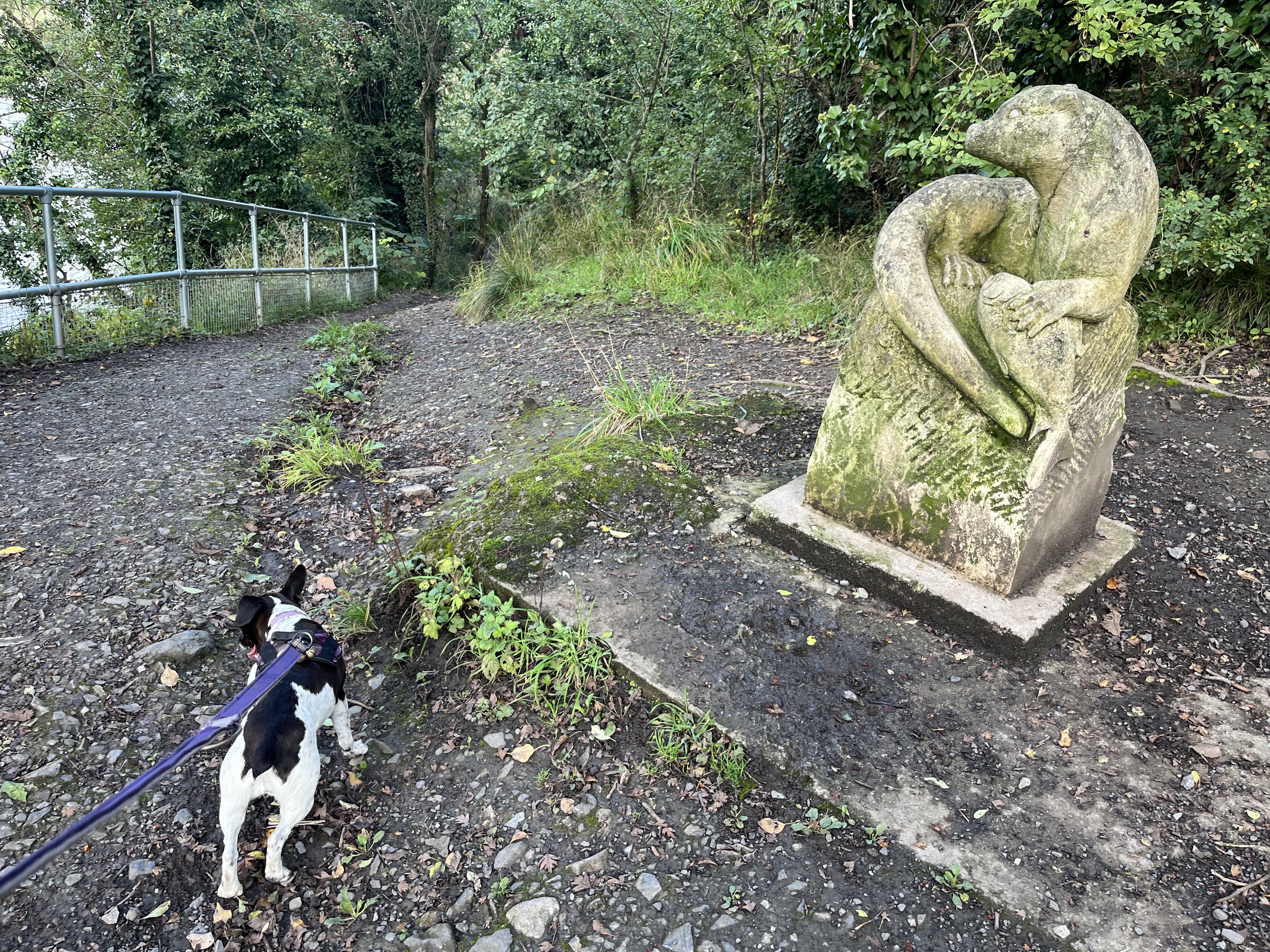 Looking where the otter looks