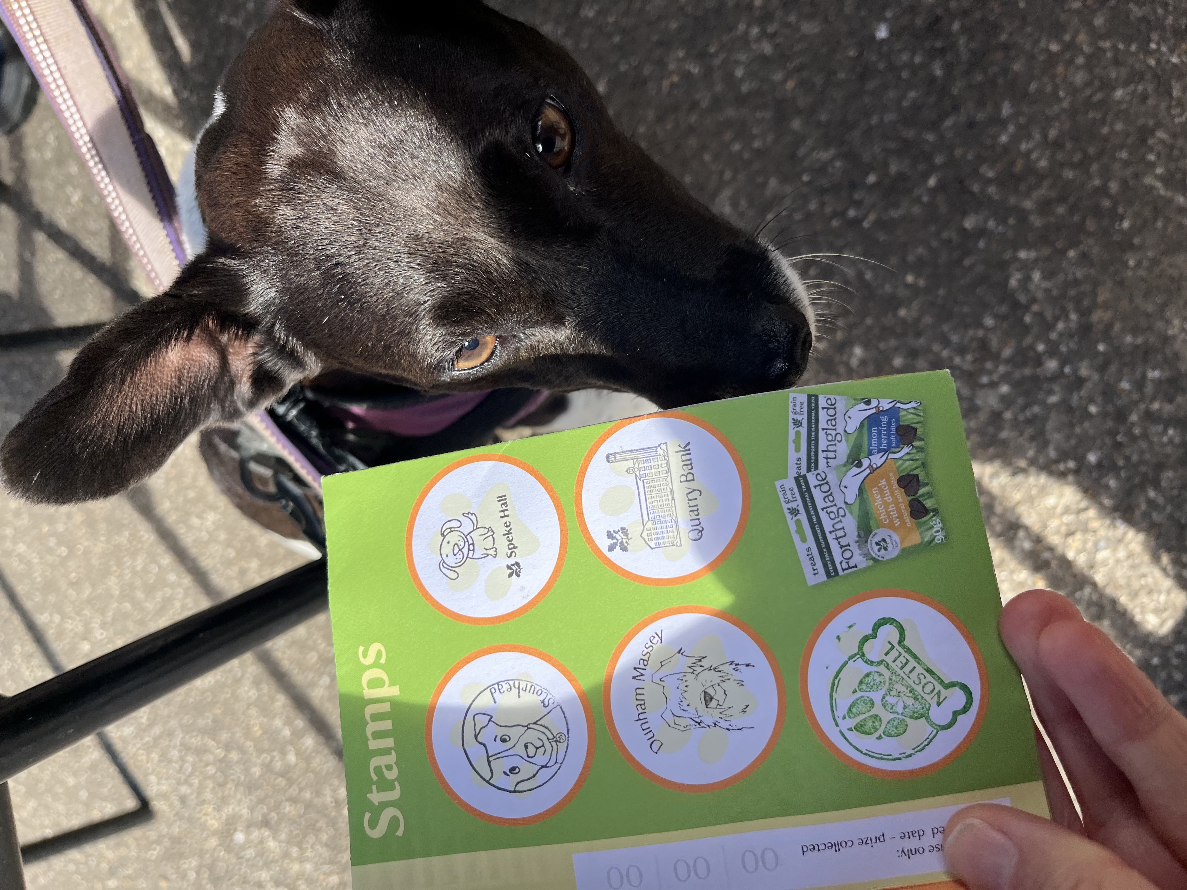 I completed the first page of my pooch passport