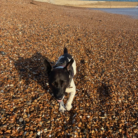 Beach patrol